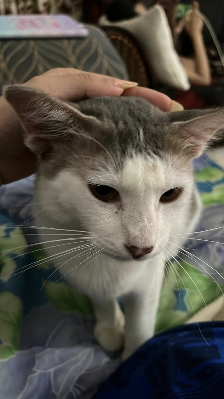 Milky - Domestic Long Hair Cat