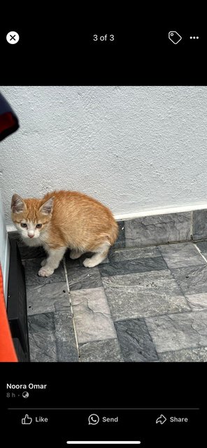 Carrot - Domestic Medium Hair Cat