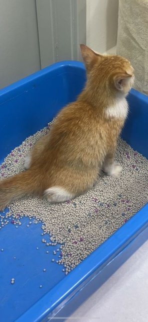 Carrot - Domestic Medium Hair Cat