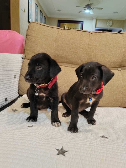 Max And Mike - Labrador Retriever Mix Dog