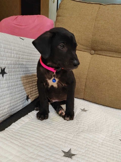 Max And Mike - Labrador Retriever Mix Dog