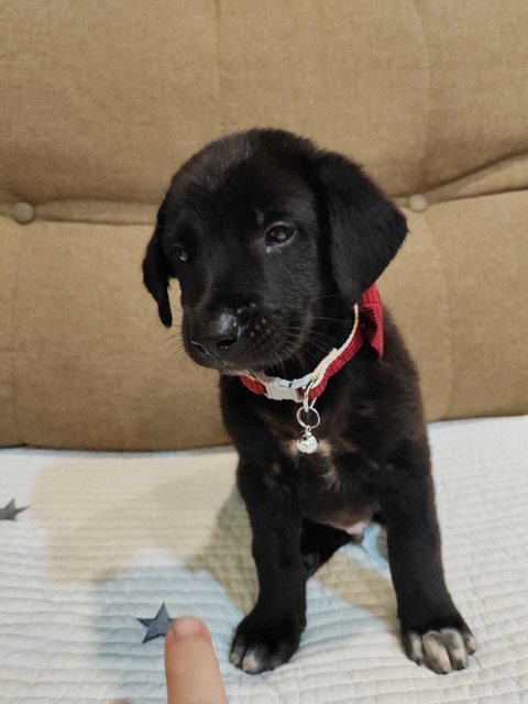 Max And Mike - Labrador Retriever Mix Dog