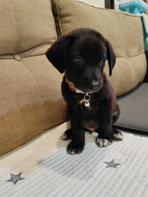 Max And Mike - Labrador Retriever Mix Dog