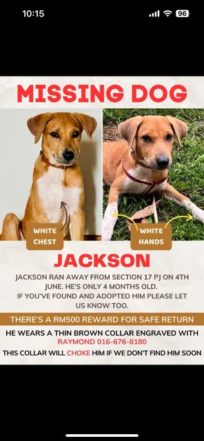 Jackson - Mixed Breed Dog