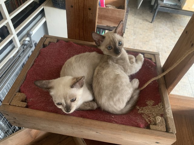 Siamese Twins - Domestic Short Hair Cat