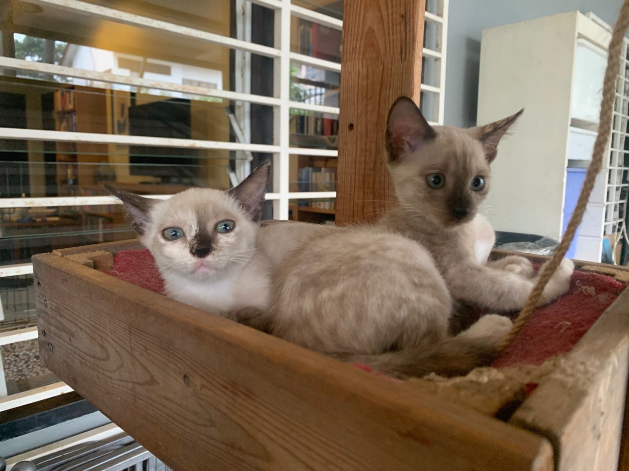 Siamese Twins - Domestic Short Hair Cat