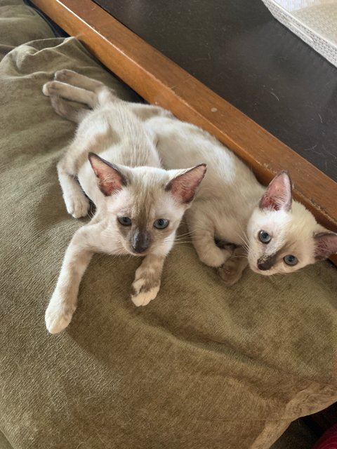 Siamese Twins - Domestic Short Hair Cat