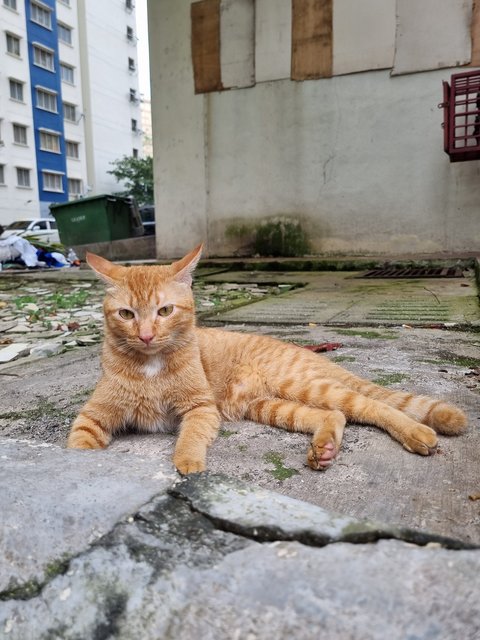 Bond - Domestic Short Hair Cat