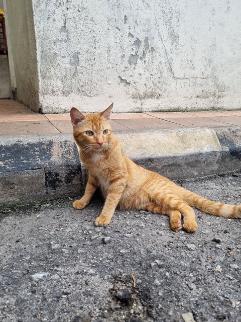 Bond - Domestic Short Hair Cat