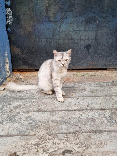 Minsu - Oriental Long Hair Cat