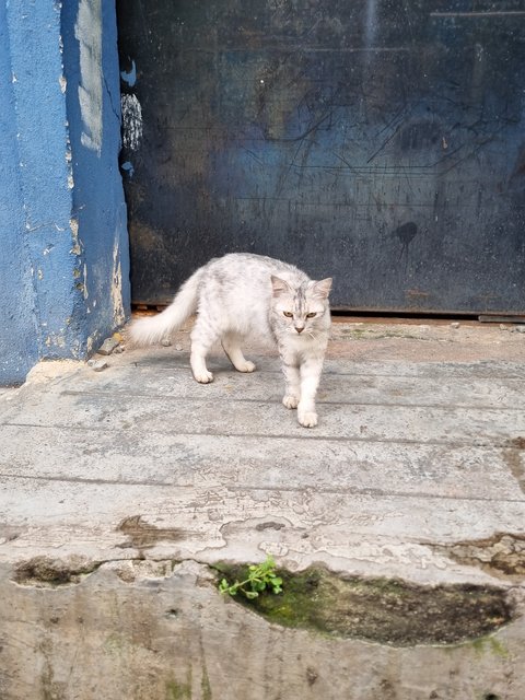 Minsu - Oriental Long Hair Cat