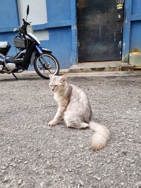 Minsu - Oriental Long Hair Cat