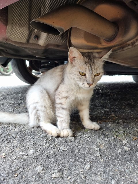 Minsu - Oriental Long Hair Cat