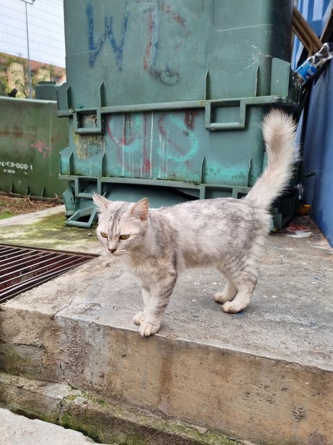 Minsu - Oriental Long Hair Cat