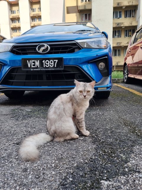 Minsu - Oriental Long Hair Cat