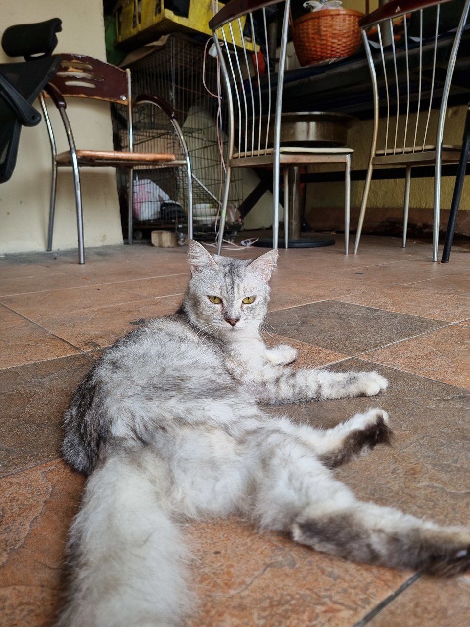 Minsu - Oriental Long Hair Cat