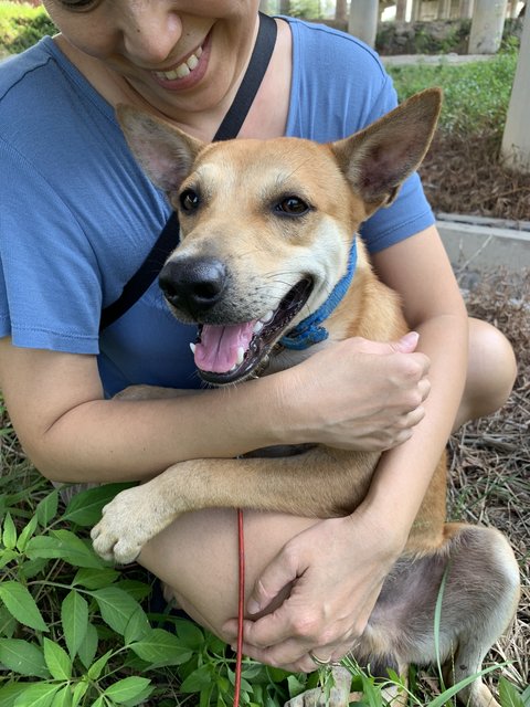 Brownie - Mixed Breed Dog