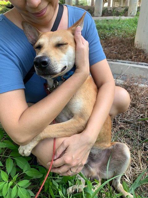 Brownie - Mixed Breed Dog