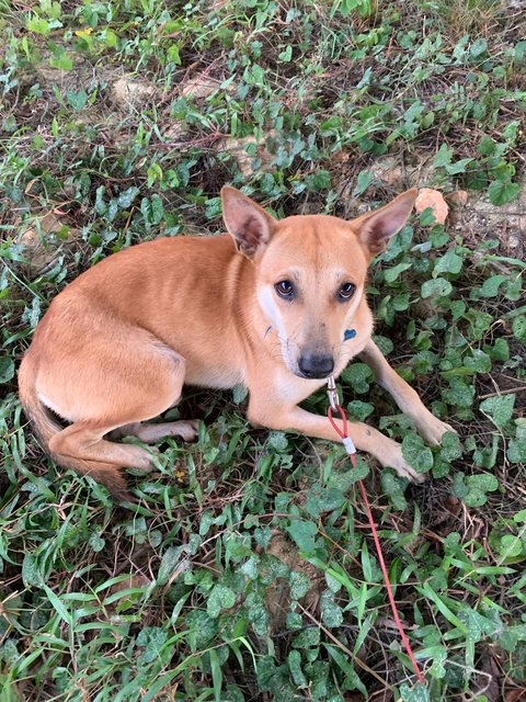 Brownie - Mixed Breed Dog