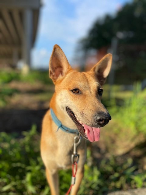 Brownie - Mixed Breed Dog