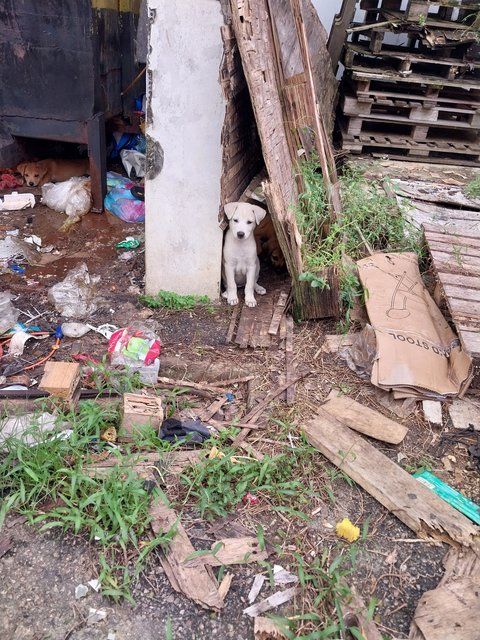 Puppies - Mixed Breed Dog