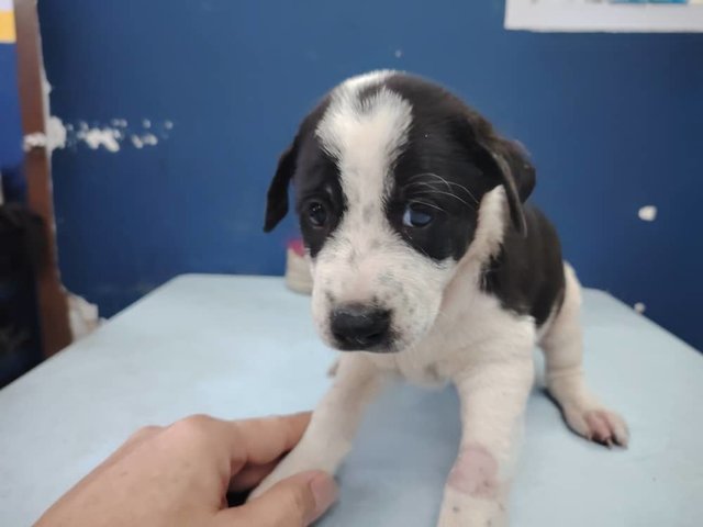 Mixed Breed 1 Month Old Male Puppies - Mixed Breed Dog