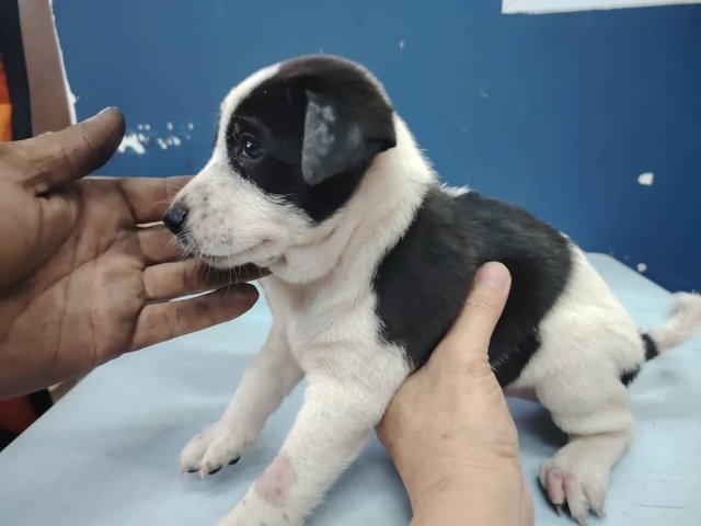 Mixed Breed 1 Month Old Male Puppies - Mixed Breed Dog