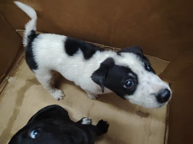 Mixed Breed 1 Month Old Male Puppies - Mixed Breed Dog