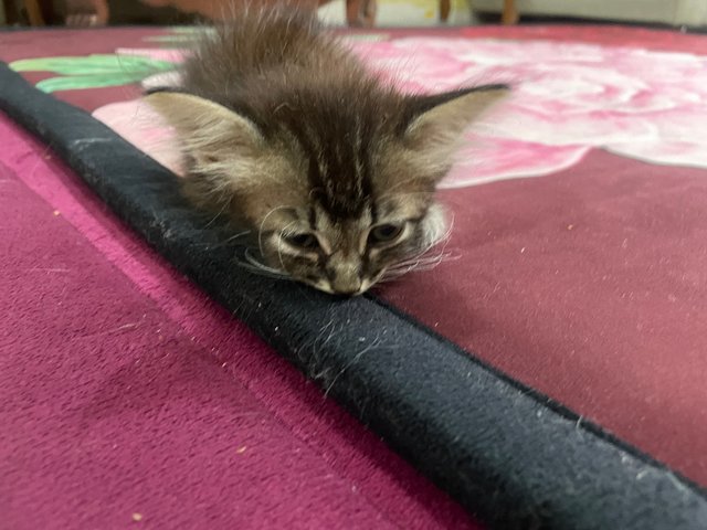 Blacky And Baby - Domestic Long Hair + American Wirehair Cat