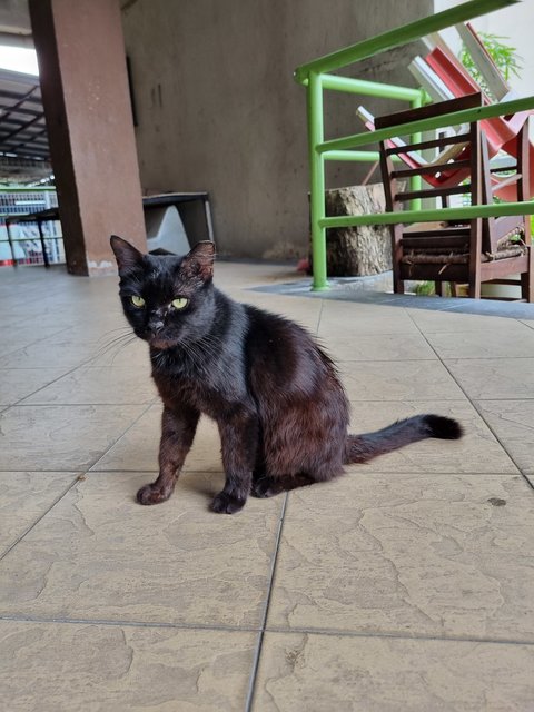 Noonoo - Domestic Long Hair Cat