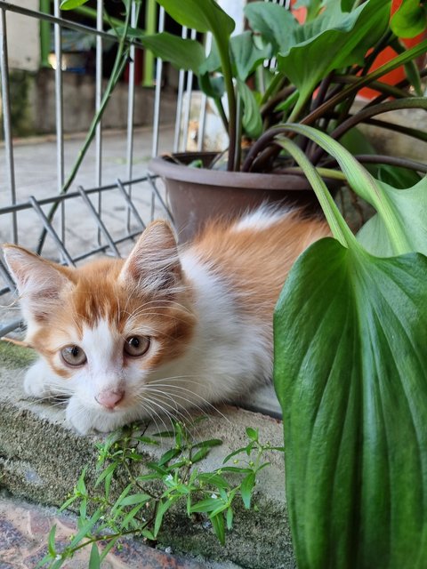 Boiboi - Domestic Long Hair Cat