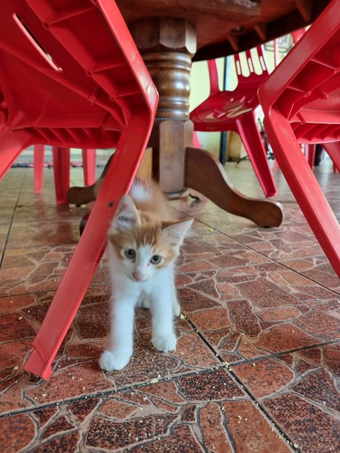 Boiboi - Domestic Long Hair Cat