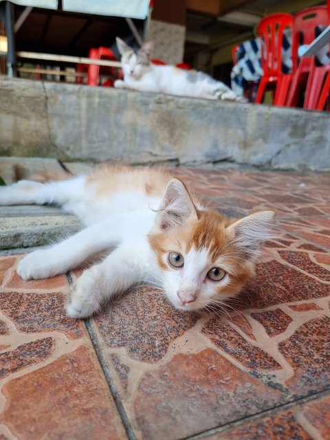 Boiboi - Domestic Long Hair Cat