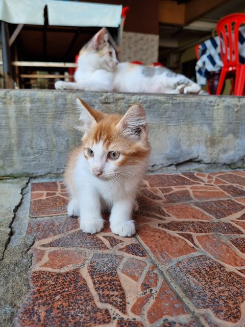 Boiboi - Domestic Long Hair Cat