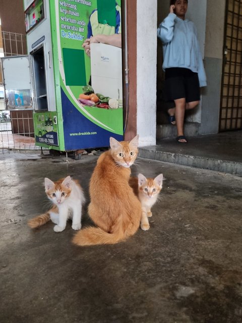 Boiboi - Domestic Long Hair Cat