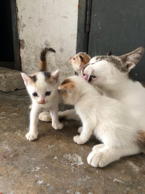 Unknown (You Can Name Her) - Domestic Medium Hair Cat