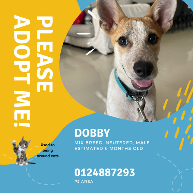 Dobby - Mixed Breed Dog