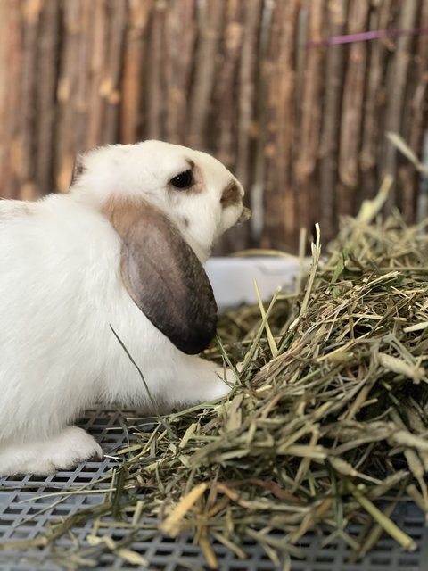 Creampuff - Holland Lop Rabbit