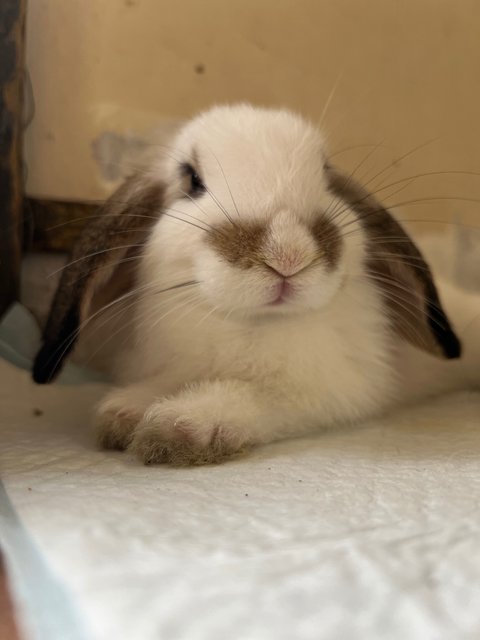 Creampuff - Holland Lop Rabbit