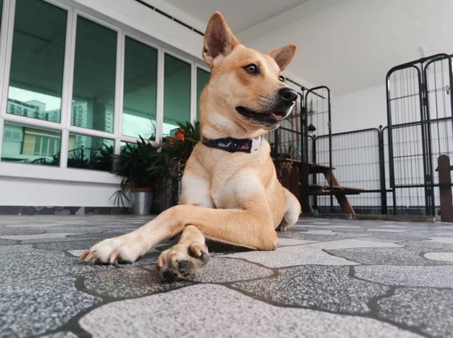 Neslo - Mixed Breed Dog