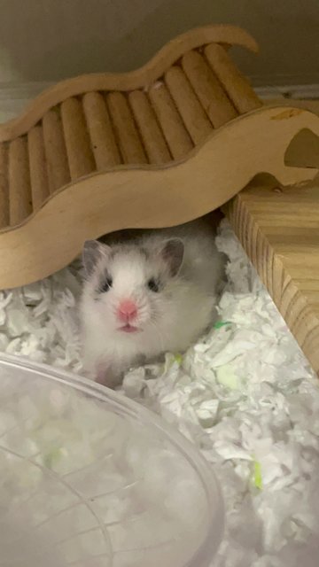 Putih - Syrian / Golden Hamster Hamster