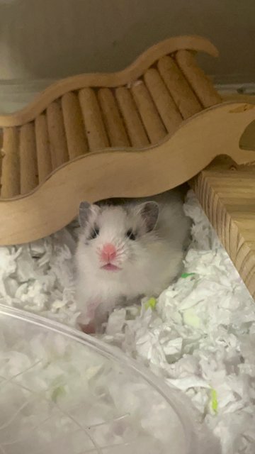 Putih - Syrian / Golden Hamster Hamster