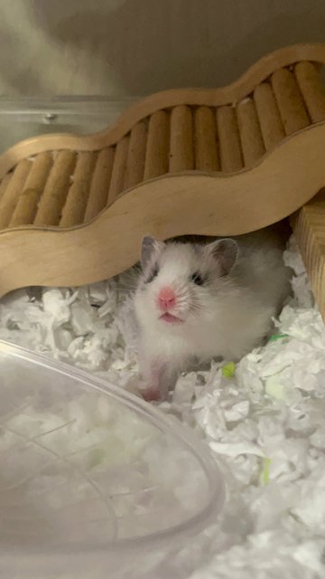 Putih - Syrian / Golden Hamster Hamster