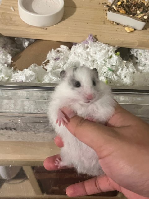 Putih - Syrian / Golden Hamster Hamster