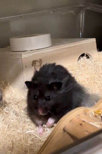 Black Cute - Syrian / Golden Hamster Hamster