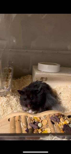 Black Cute - Syrian / Golden Hamster Hamster