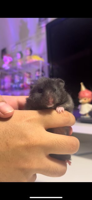 Mimi - Syrian / Golden Hamster Hamster