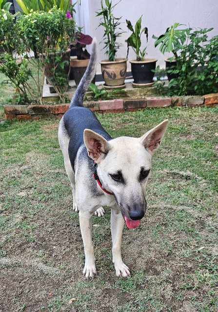 Coffee - Mixed Breed Dog