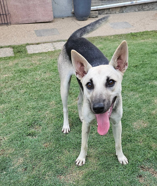 Coffee - Mixed Breed Dog