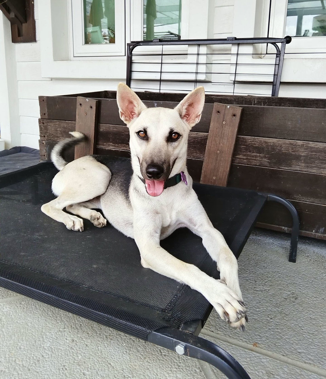 Coffee - Mixed Breed Dog